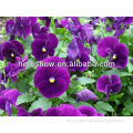 High Quality Pansy Seeds for sale